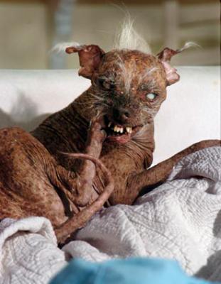 chien en moin